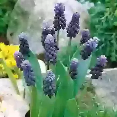 Latifolium